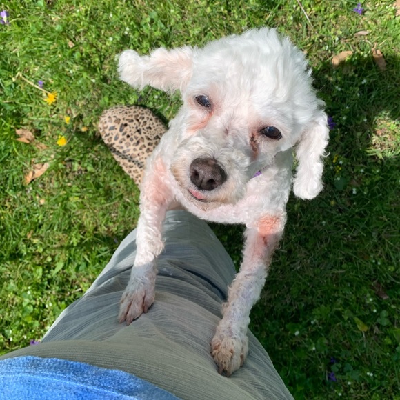 Meet your Posher, Sara - Picture 2 of 5